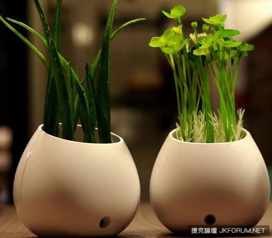 教你用水果籽做成杯子裡的小森林